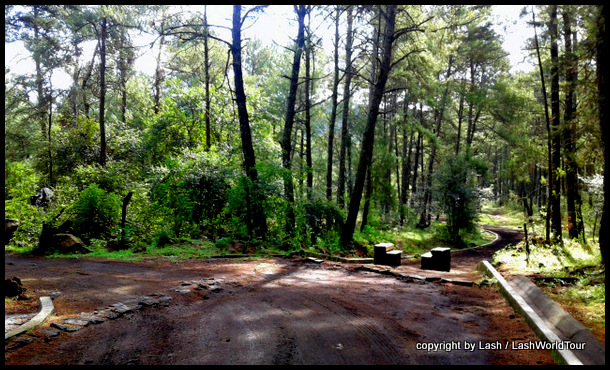 lovely forest near Angahuan