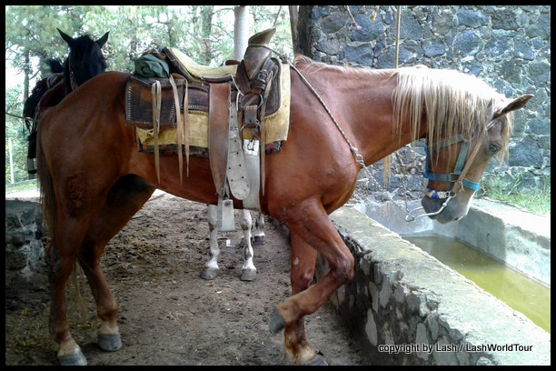 horse at Angahuan village