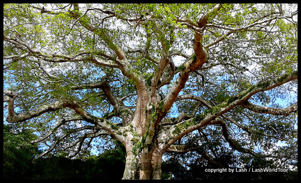 300-year old Ceiba Tree - Ruta de Flores