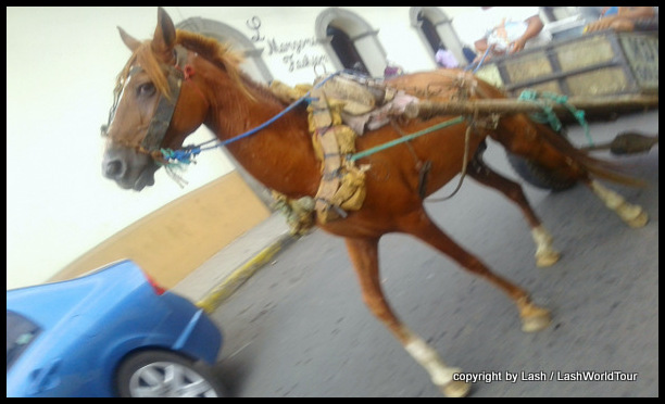 horse & cart in Leon 