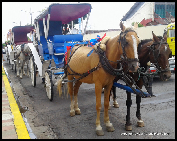 horse & carriage in Granada