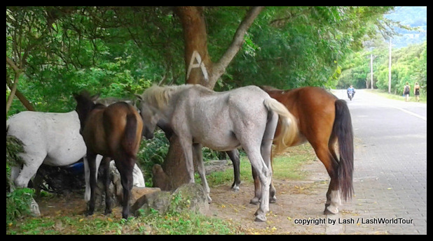 free-roaming horses at Ometepe