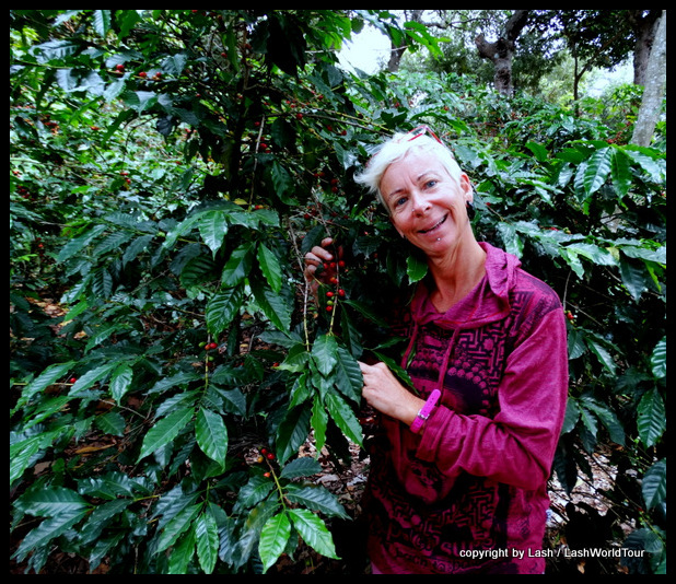 visiting a coffee plantation in Guatemala