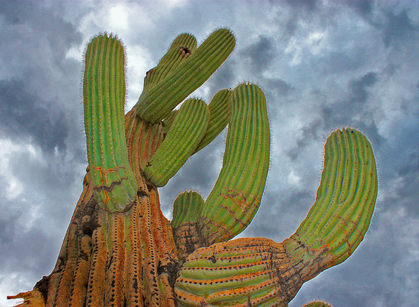 Saguaro Cactus - photo by psyberartist on Flickr CC