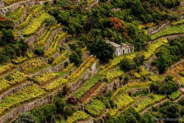 terraced vinyards at Cinque Terre - photo by Sergio Boscaino on Flickr CC