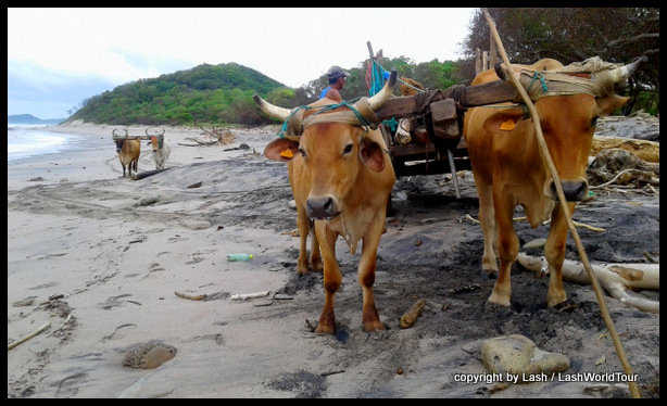 oxen at remote Popoyo Beach