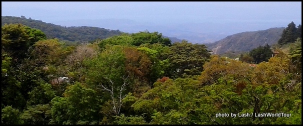 Cloud Forest at Monteverde 