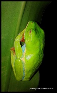 one species of elusive leaf frogs