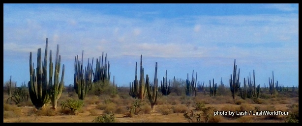 Sonora Desert between Hermosillo and Kino