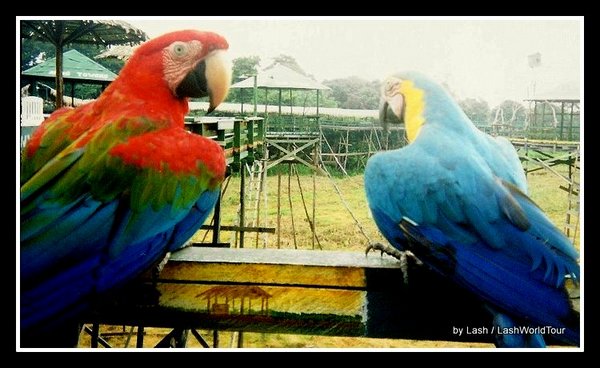 Macaws at ARiau Amazon Tower REsort