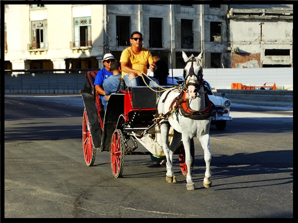 horse n carriage - Havana