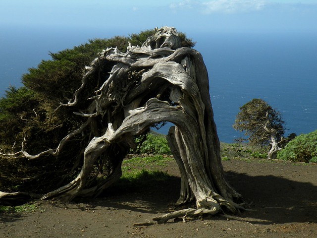 El Hierro's famous twisted juniper trees - photo by sievertserec on Flickr CC