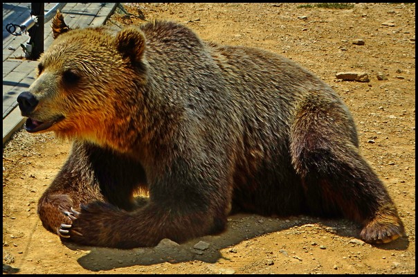 bear reclining