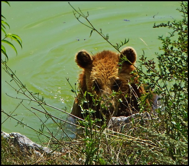 bear swimming