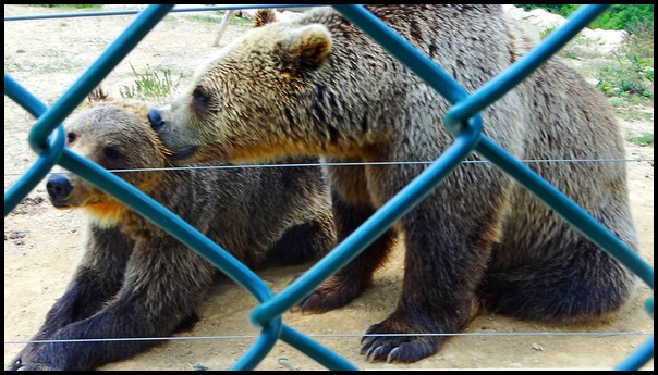 bears grooming
