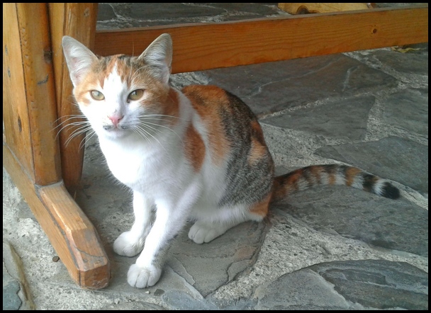 Cat in Varna