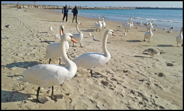 swans at Varna beach
