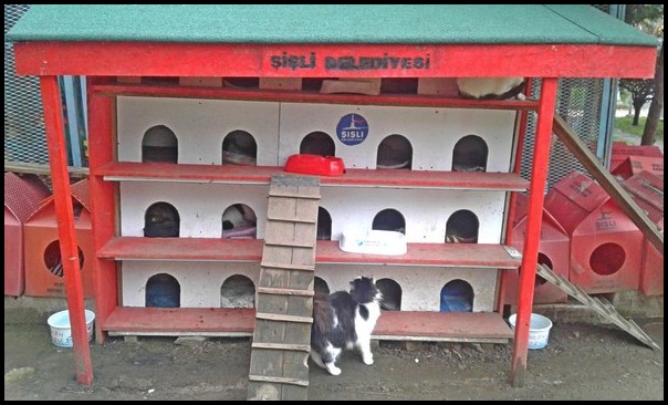 Cat houses in Istanbul 3