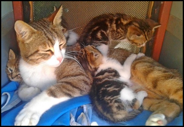 Momma cat & kittens 1