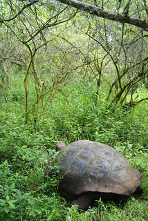 Galapagos tortoise in rainforest - photo by Dallas Krentzel on Flickr CC